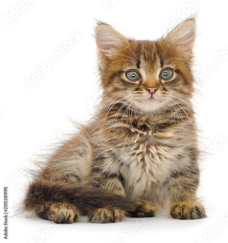 Small fluffy tabby kitten isolated on white background