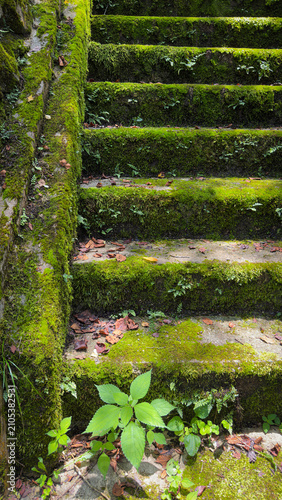 rock steps in the forest with green moss