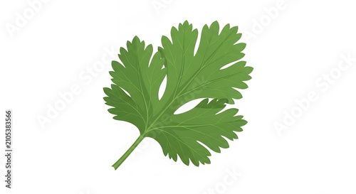 Fresh Green Coriander Leaf Illustration Isolated on White Background for Culinary and Food Design Projects