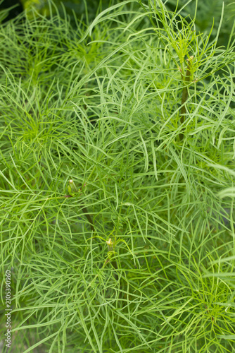 Obraz na plátně These are summer cosmos leaves.