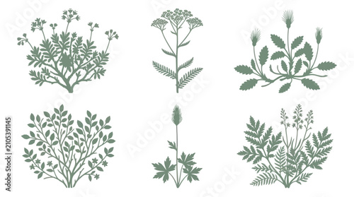 Photos Set of botanical silhouettes
