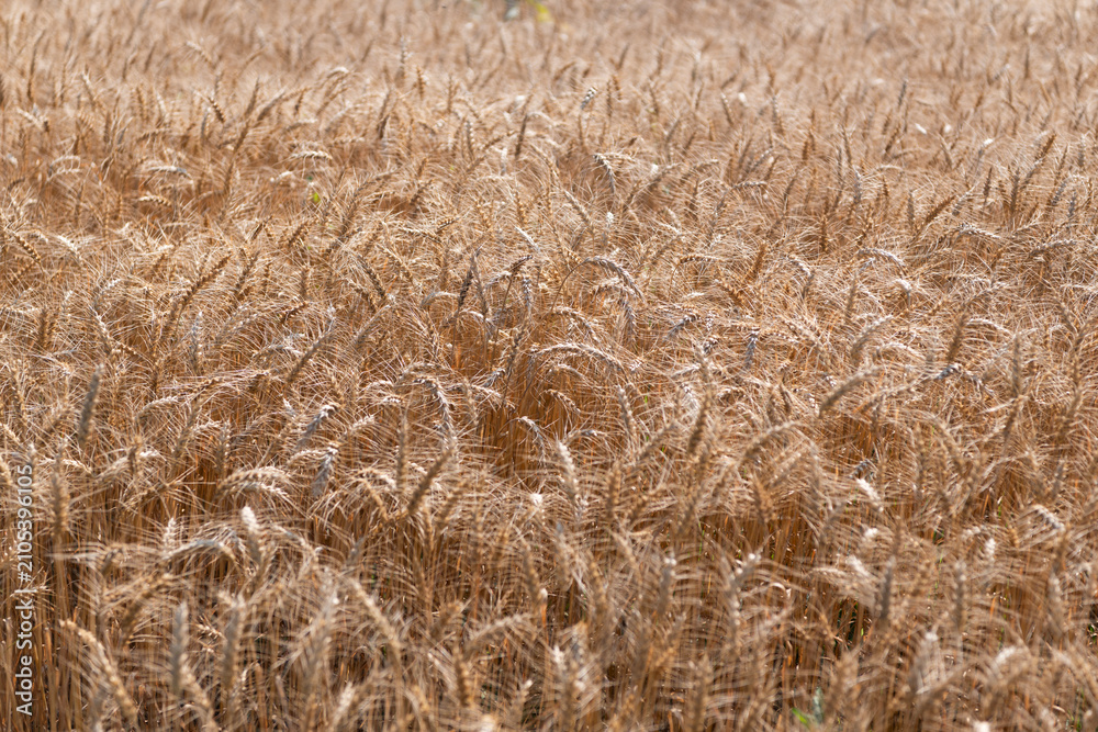 Obraz premium Ripe wheat harvest. Agriculture and farming. Barley ear spikelet. Farming crop field. Wheat flied at rural countryside. Agricultural landscape. Crop countryside field. Agrobusiness