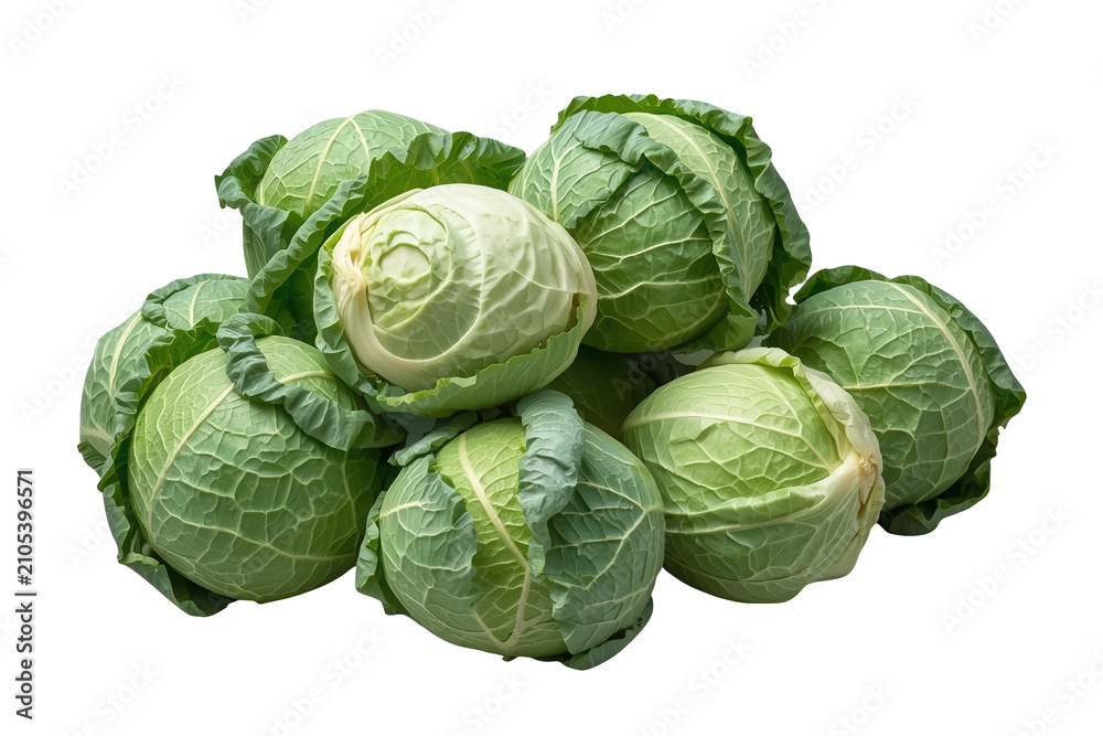 Fototapeta premium Fresh green cabbage heads piled up, showing organic raw vegetables for healthy eating and cooking recipes, transparent background