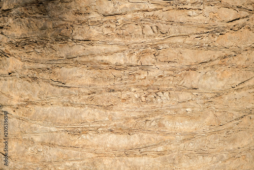Seamless texture of brown palm tree bark