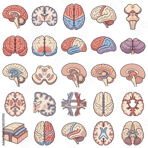 Comprehensive collection of human brain anatomy illustrations showing various views and cross-sections of the cerebrum, cerebellum, and brainstem.