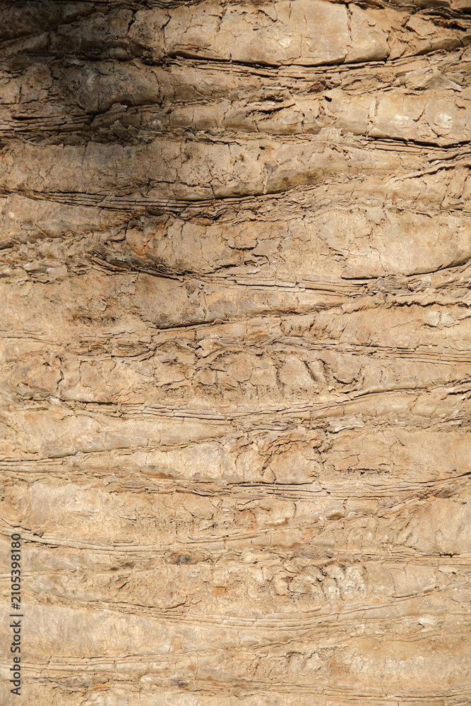 Fototapeta premium Seamless texture of brown palm tree bark