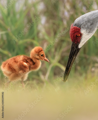 Beautiful Moment Mother and Baby Sandhill Crane Parent Colt Teaching how to Hunt Forage