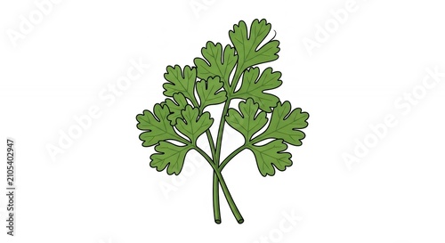 Organic Fresh Green Cilantro Herb Leaves Hand Drawn Sketch Style Illustration Isolated on White Background for Food