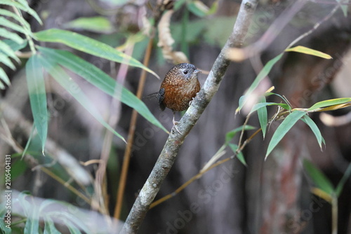 Photography The bar-winged wren-babbler (Spelaeornis troglodytoides souliei) is a species of bird in the family Timaliidae