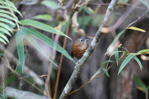Photography The bar-winged wren-babbler (Spelaeornis troglodytoides souliei) is a species of bird in the family Timaliidae