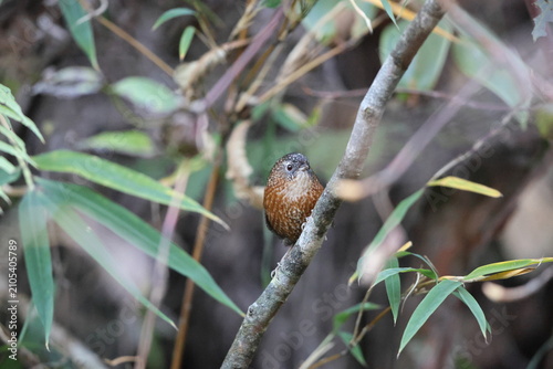 Photography The bar-winged wren-babbler (Spelaeornis troglodytoides souliei) is a species of bird in the family Timaliidae