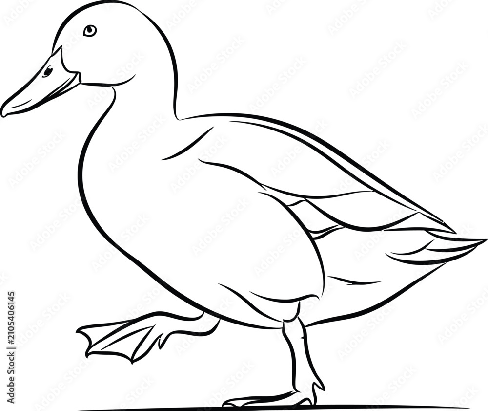 Fototapeta premium Simple Line Drawing of a Duck Walking - Isolated Black and White Illustration