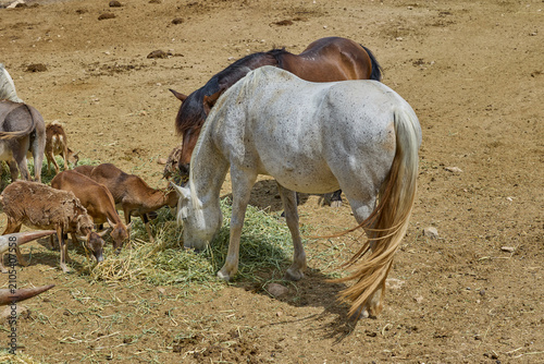 Photography White horse grazing beside other animals in safari enclosure