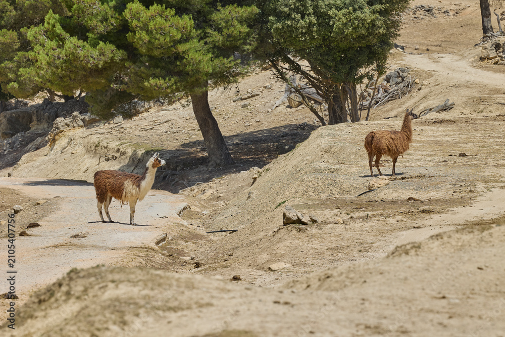 Fototapeta premium Two llamas standing on a dusty road in a wildlife safari park