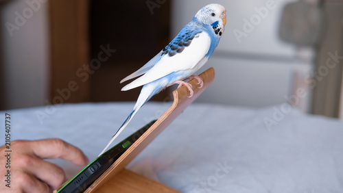 Fotografie Blue white budgie perched on armrest, quiet indoor portrait of tame parakeet sho