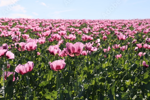 Field of red violett Poppy Flowers in Summer