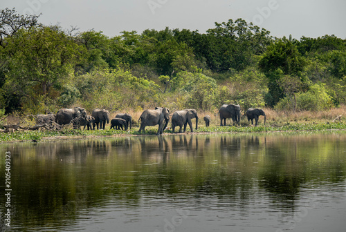 Photography Herd of African Elephants Along the Nile River in Uganda