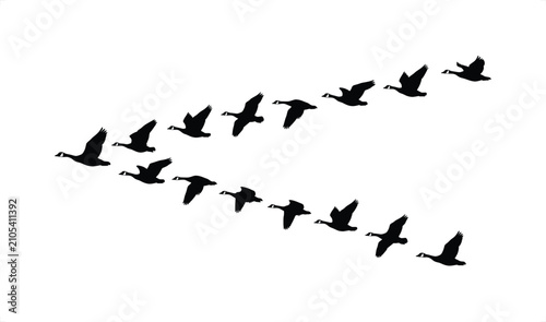 Fotografie Geese flock flying in V formation against white background vector illustration