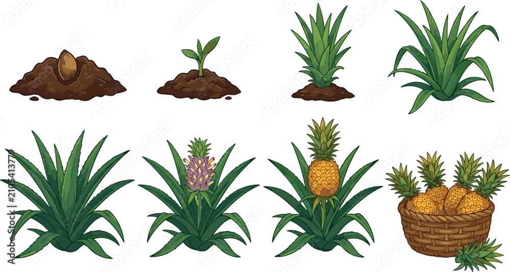 Fototapeta premium Pineapple Plant Life Cycle Stages Vector Illustration Set Featuring Seed Germination, Sprout Growth, Flowering Crown, Ripe Yellow Fruit Production, and Harvest Wicker Basket