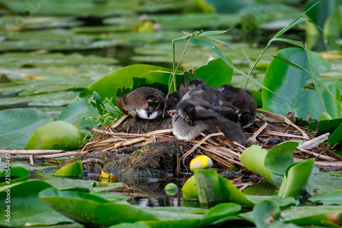 Fotografía A nest of a common moorhen (Gallinula chloropus) with cute chicks resting on a sunny summer evening, surrounded by green leaves and yellow flowers of water lilies