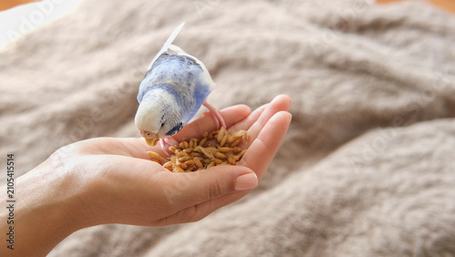 Owner woman feeding a budgie. Close-up. White blue budgerigar perching on hand. Pet bird eating seed grains from human palm. Cozy Indoor Setting. Person is gently handfeeding a parrot in bright room