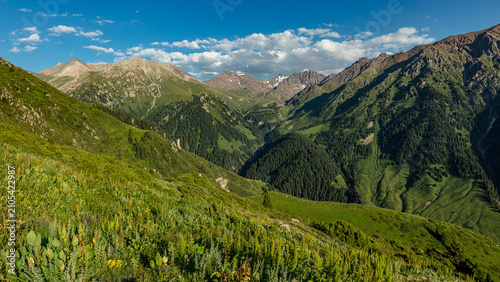 mountain landscape with green grass