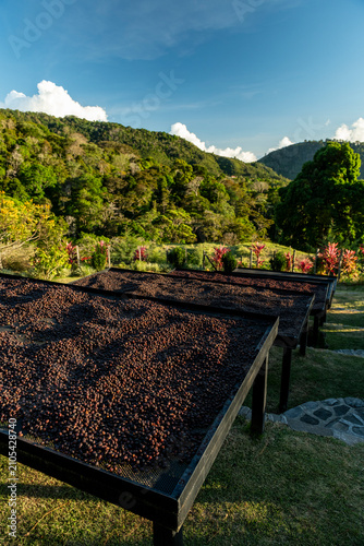 Coffee cherries are drying on raised beds at a farm in Volcan, Chiriqui, Panama, ensuring proper airflow for the natural processing of high-quality Geisha beans - stock photo