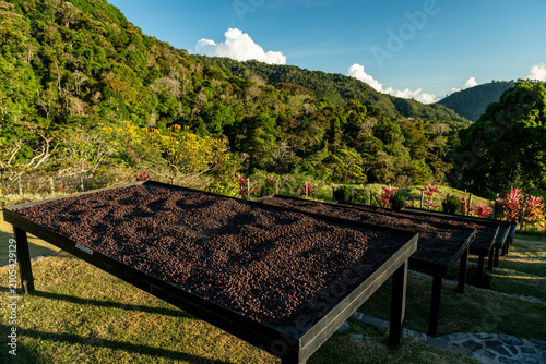 Geisha coffee beans drying on elevated beds at a specialty coffee farm in Volcan, Chiriqui, Panama, with lush green mountains creating a scenic backdrop overseeing the coffee production process.