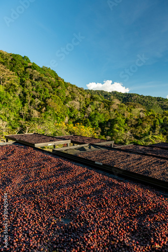 Sun drying Geisha coffee beans on raised beds at a sustainable Panama farm, showing the traditional post-harvest processing method for specialty coffee in the high-altitude Chiriqui region.