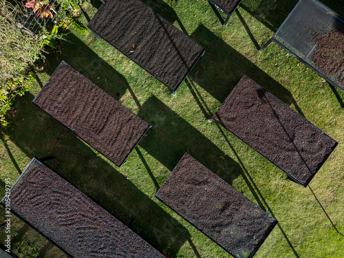 Foto Coffee beans drying on raised beds at a Panama farm, an aerial view showing sust