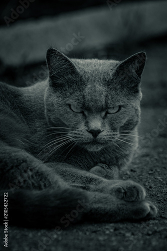 Foto Grumpy grey cat portrait looking at camera close up