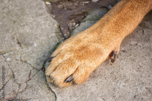 Canvastavla Dog paw with claws close up on a stone surface outdoors