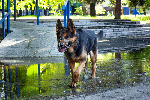 Fotografie German Shepherd dog wearing a metal wire muzzle walking through a puddle in a park