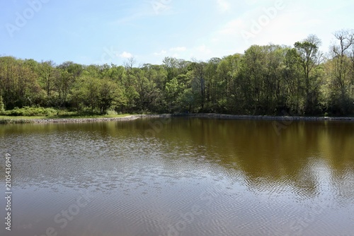 The calm lake in the wood on a sunny day.