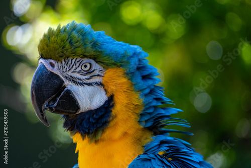 blue and gold macaw