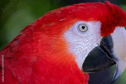 Scarlet macaw