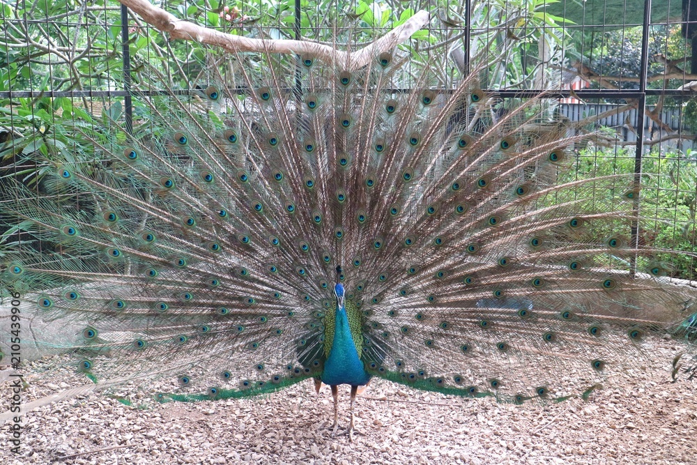 Obraz premium peacock in the park
