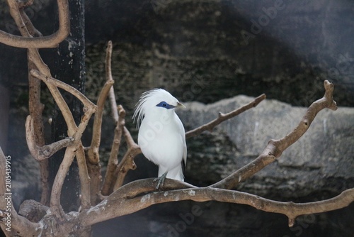 Quadro su tela White bird perches calmly on gnarled branches