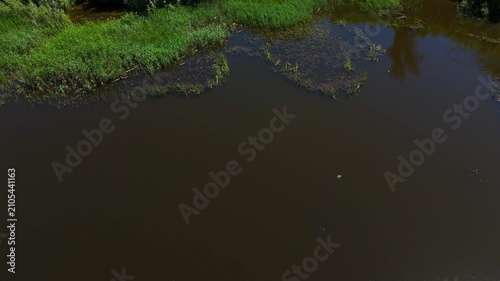A flight over a lake with a right turn along the reed-covered shore on a sunny summer day. Lake Berezovoe, Novosibirsk, Russia.