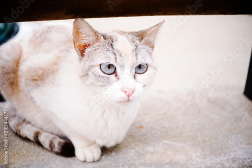 Common domestic cat with bi-colored coat with Tabby Lynx Point pattern