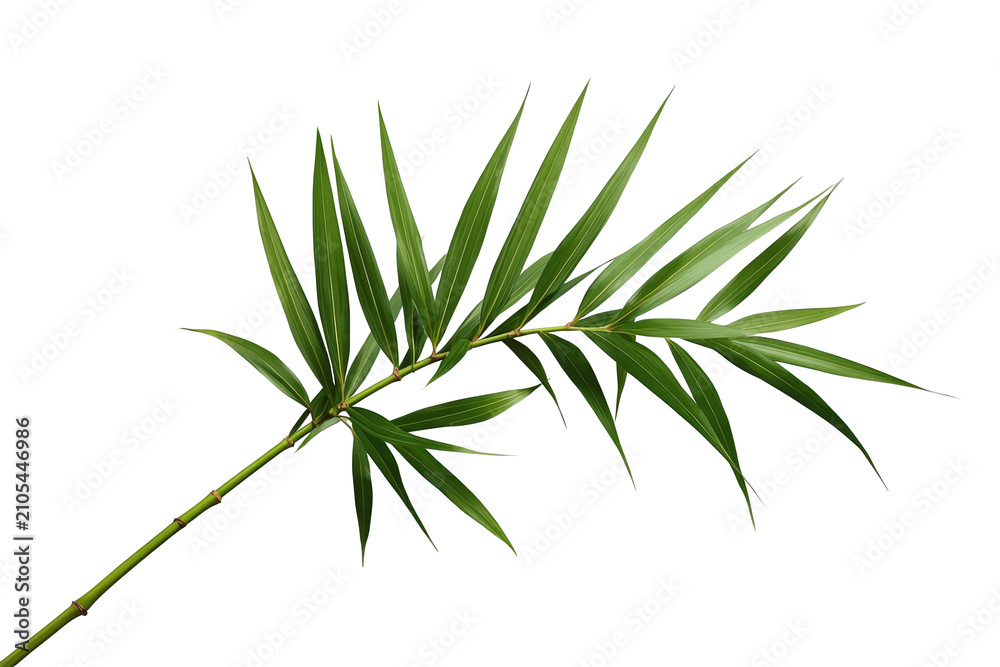 Naklejka premium Bamboo branch with green leaves on transparent background, symbolizing nature, growth, freshness, and tropical beauty