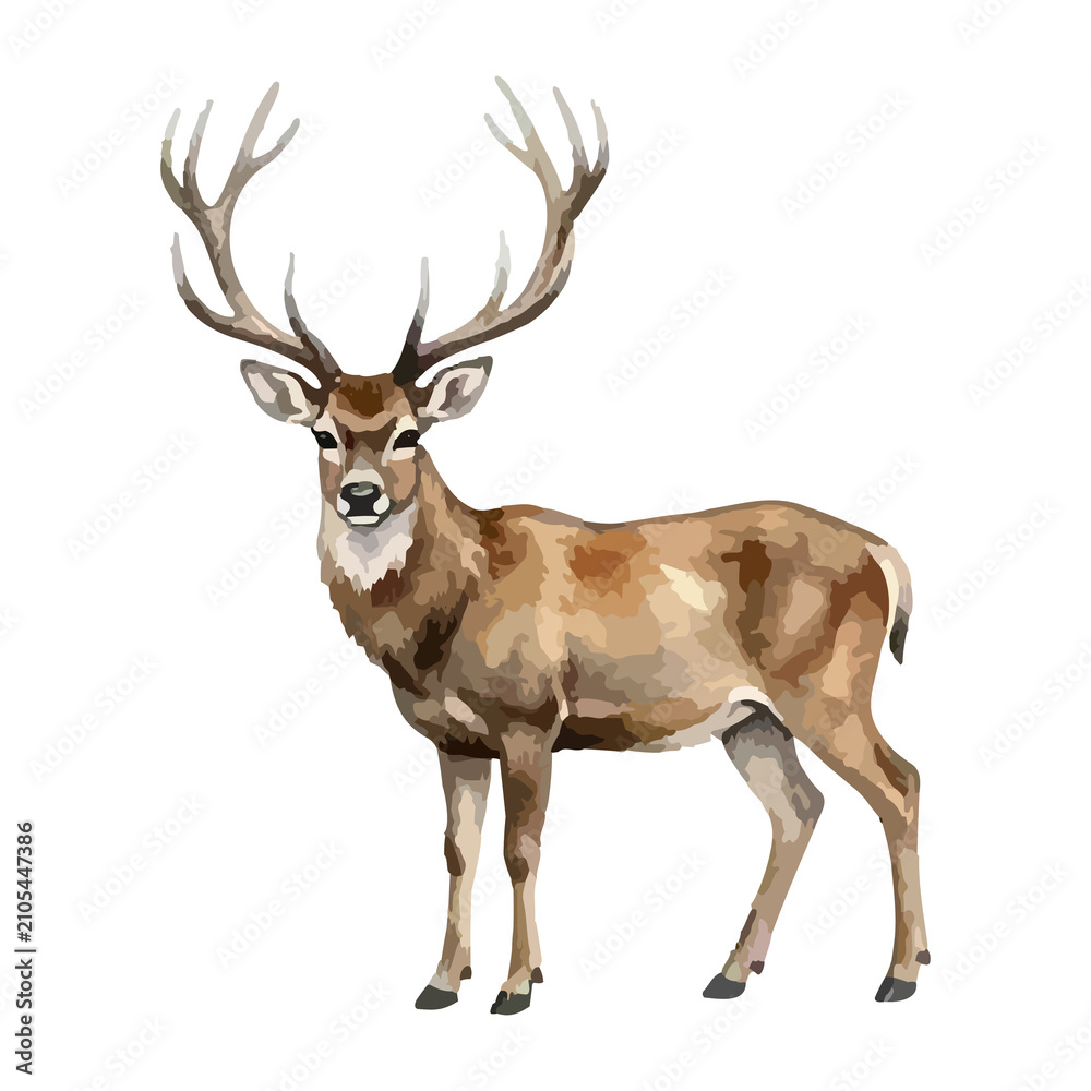 Obraz premium Watercolor vector illustration of a deer