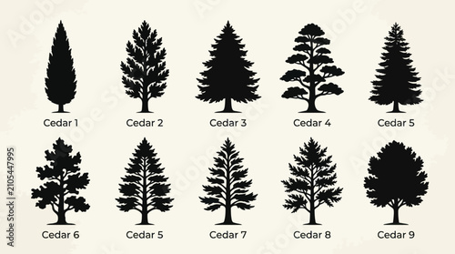 Fotografía Various evergreen tree silhouettes