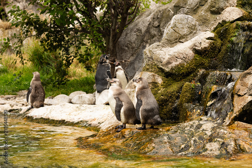 Photography Little penguins stand by the water, a beautiful picture of life, stones, and houses