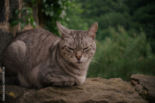 European common cat resting on top of a stone wall.