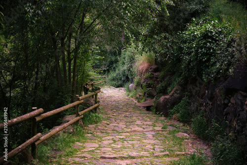 Dirt path within an area with vegetation.