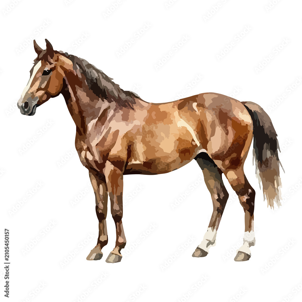 Obraz premium Watercolor vector illustration of a horse