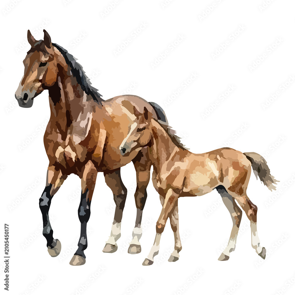 Obraz premium Watercolor vector illustration of a horse