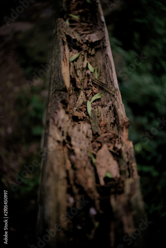 Piece of tree trunk rotting in the middle of nature with a green background.
