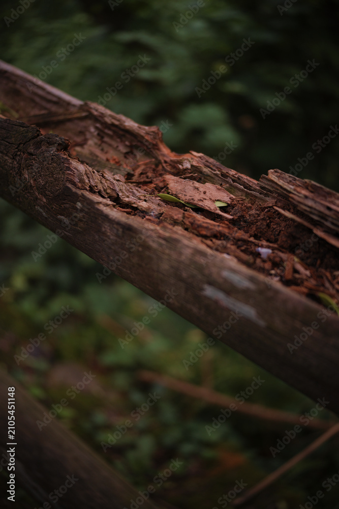 Fototapeta premium Piece of tree trunk rotting in the middle of nature with a green background.
